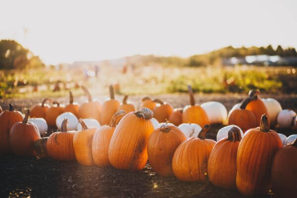 7 Tips to Make the Most of Fall